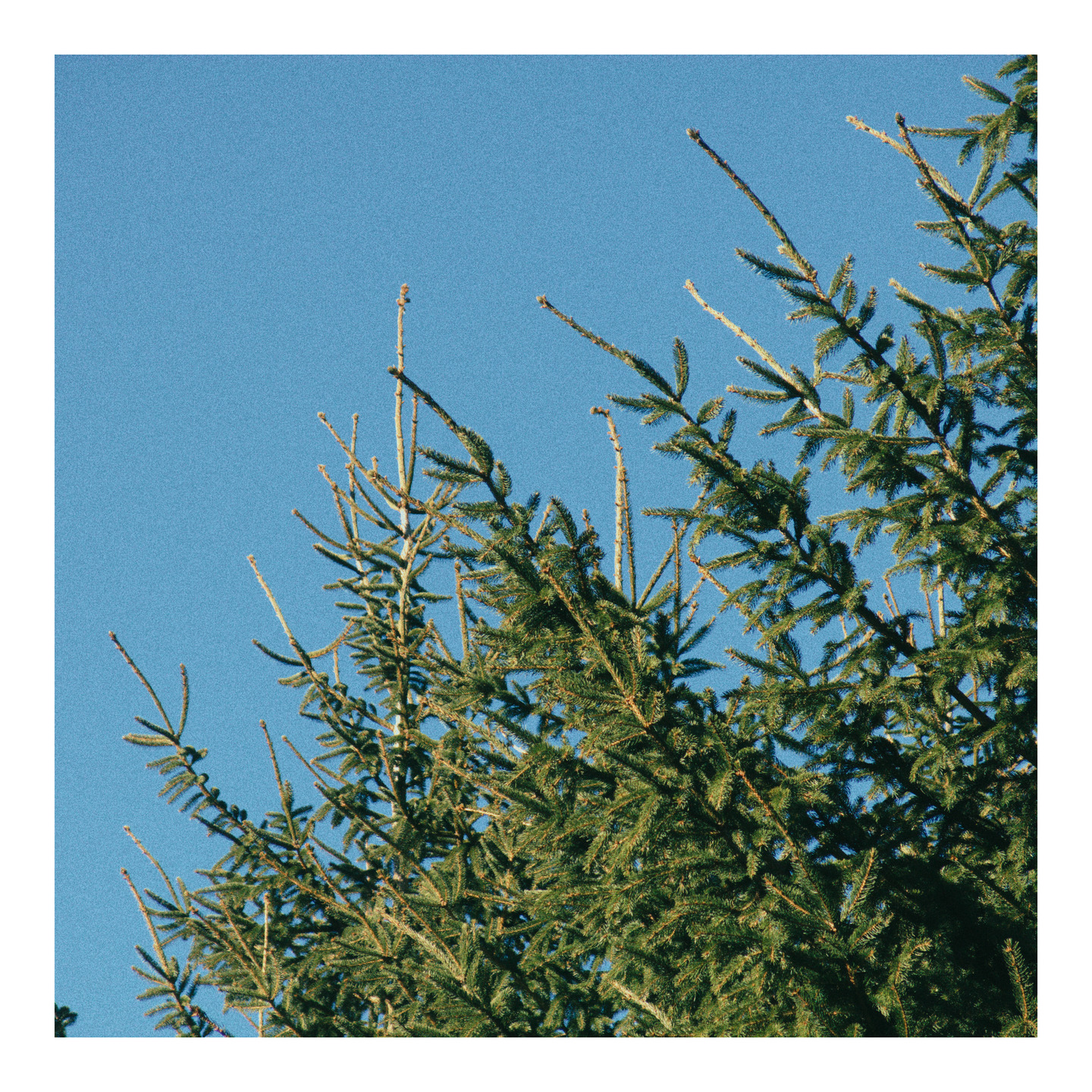 square photo of pine trees